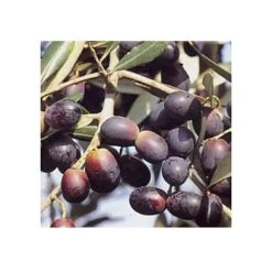 Olivo Leccino 3 Anni