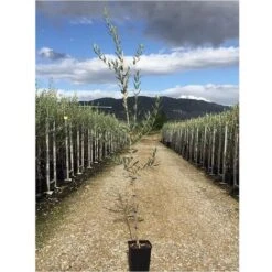 Olivo Leccino 3 Anni -Negozio al dettaglio Evergreen 9746529 3