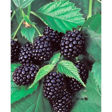 Negozio al dettaglio Evergreen -Negozio al dettaglio Evergreen 4699526 1